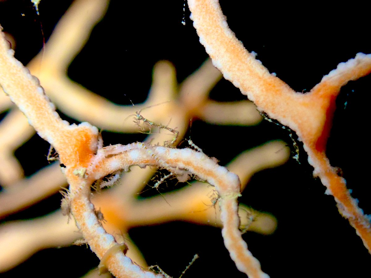 ClaassensLouw's tweet photo. Is it just me, or do #skeletonshrimp look like they live in a @tomwaits song? I can hear it whilst checking them out. Crazy #critters! #palau #teaminvert #marineinverts #caprellidae https://t.co/V4sCw8eHG2
