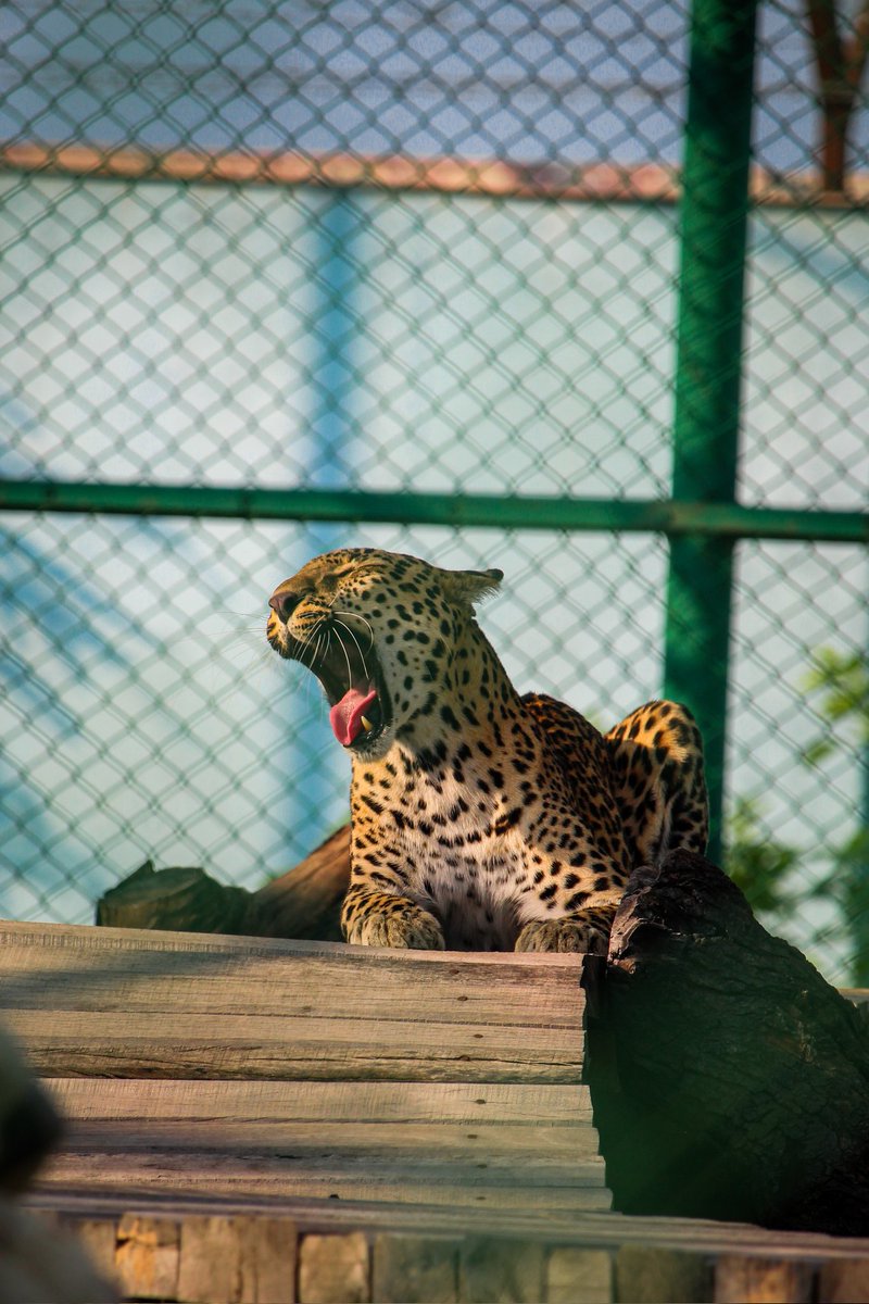 Nesar_khan_bdp's tweet photo. My Favourite Photo 💞
📱Shot on @Canon_India
🗓 Date 18/August/2022
🌍 Location Gorakhpur Zoo 
#⃣ #nesarkhanbdp 
#photography #wildlife
#gorakhpurzoo #gorakhpur https://t.co/InHcbmeXHI
