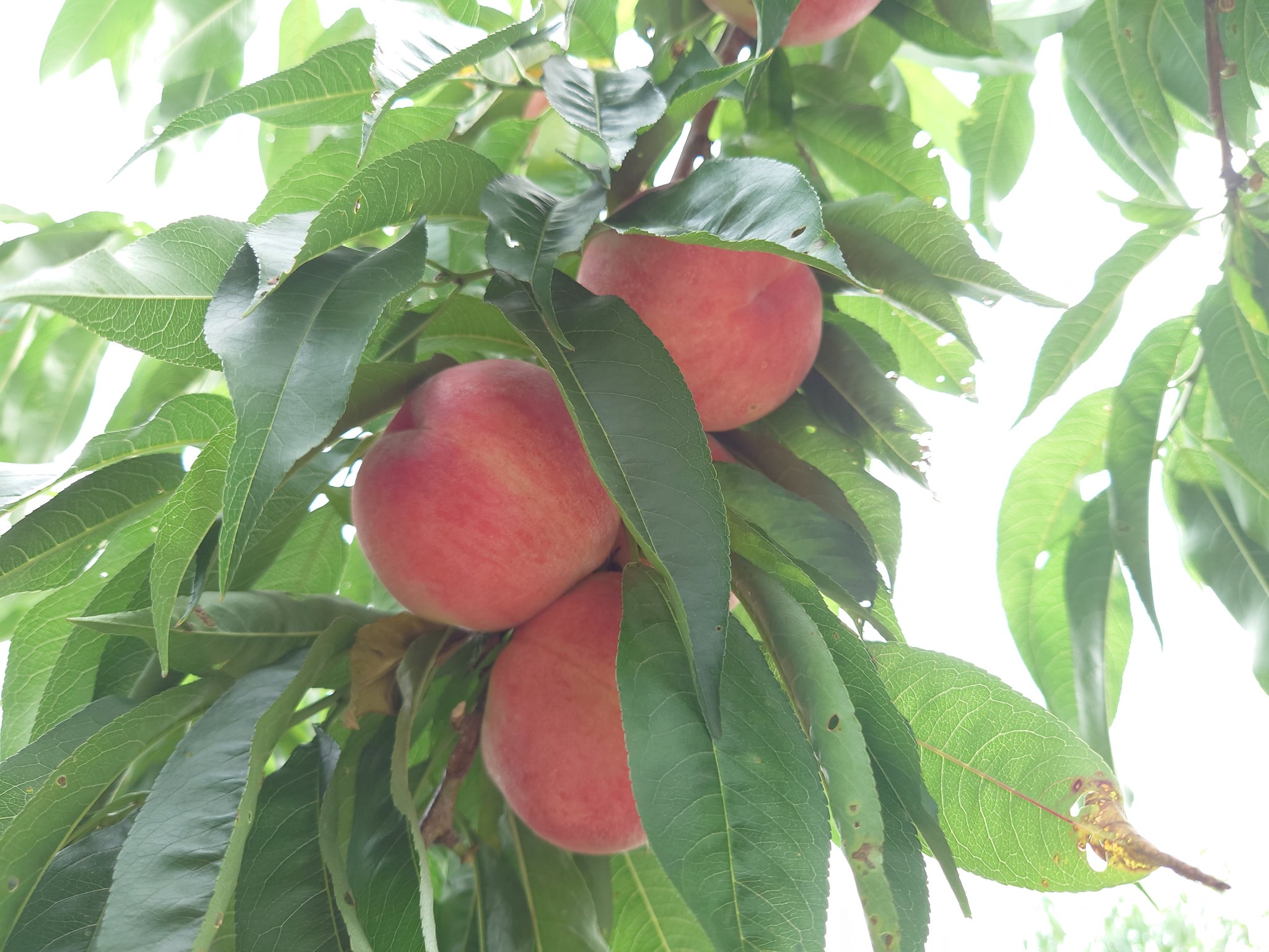 Zem 桃を狩る T Co Dxikhzso Twitter