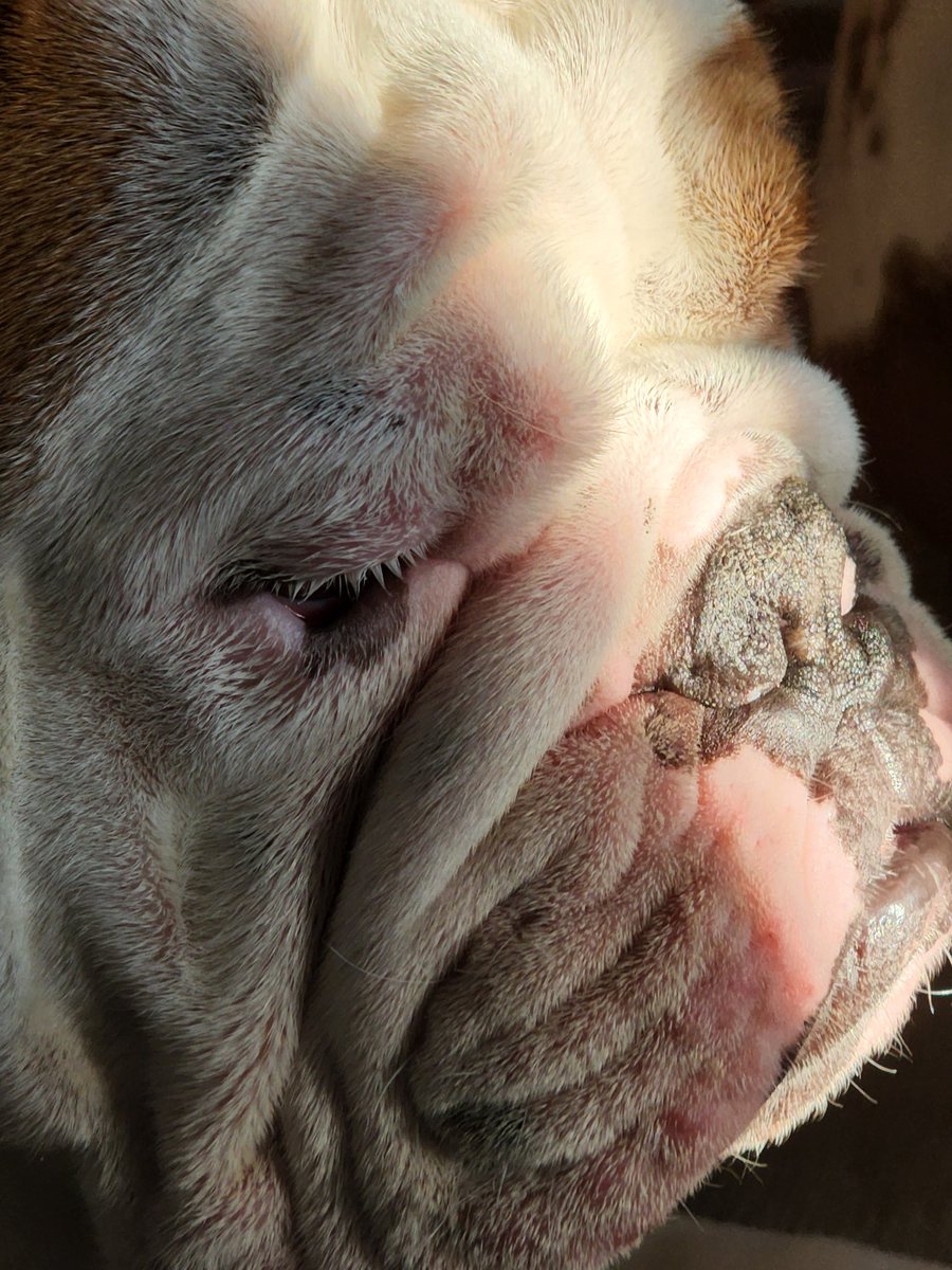 LadyJBulldogs's tweet photo. #nowlookatthis! #Beautiful #MBaku #welovehim #Bulldog https://t.co/mRWY7kgj4p