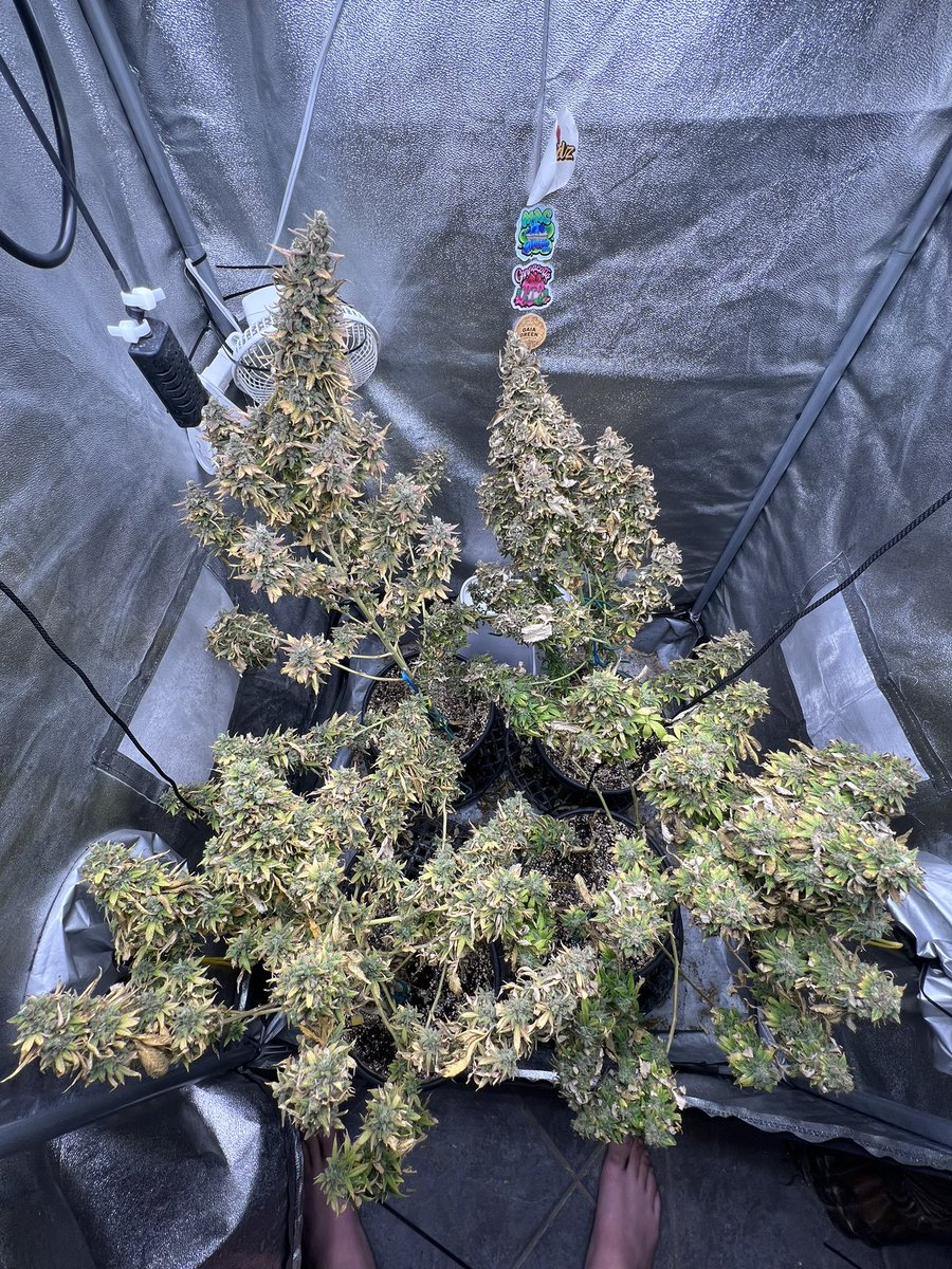 MrCanadianGrow's tweet photo. Just harvested Cannacotta from @TastebudzSeeds 😈can’t wait to get the new plants I have vegged ones &amp; wait tell you see what me and @cryptocannagen have planned😏😇

#gromie #lMmemberville #gyo #growyourown #CannabisCommunity #JGYO #tastebudzseeds #marshydrolight #thetribe https://t.co/aYf8AQAFr2