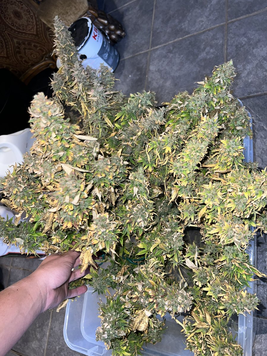 MrCanadianGrow's tweet photo. Just harvested Cannacotta from @TastebudzSeeds 😈can’t wait to get the new plants I have vegged ones &amp; wait tell you see what me and @cryptocannagen have planned😏😇

#gromie #lMmemberville #gyo #growyourown #CannabisCommunity #JGYO #tastebudzseeds #marshydrolight #thetribe https://t.co/aYf8AQAFr2
