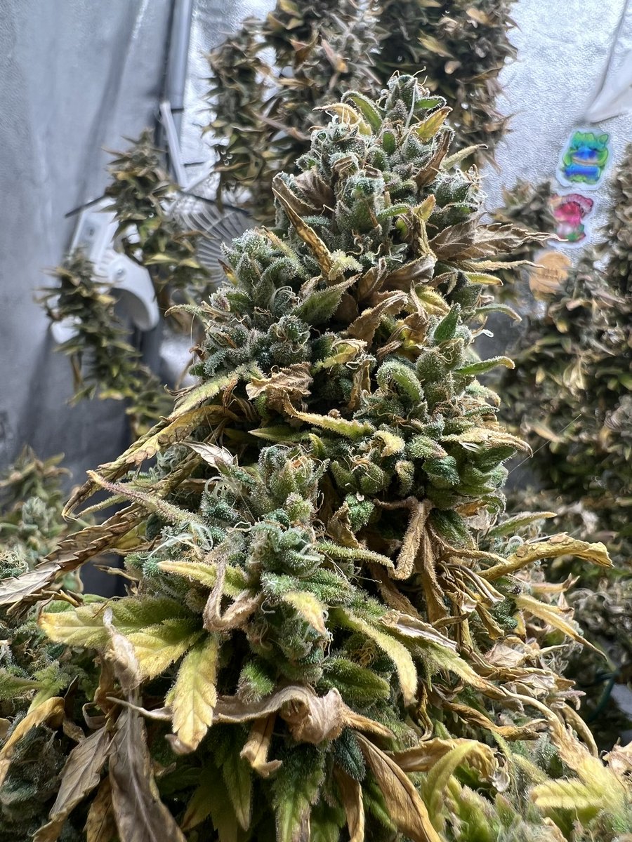 MrCanadianGrow's tweet photo. Just harvested Cannacotta from @TastebudzSeeds 😈can’t wait to get the new plants I have vegged ones &amp; wait tell you see what me and @cryptocannagen have planned😏😇

#gromie #lMmemberville #gyo #growyourown #CannabisCommunity #JGYO #tastebudzseeds #marshydrolight #thetribe https://t.co/aYf8AQAFr2