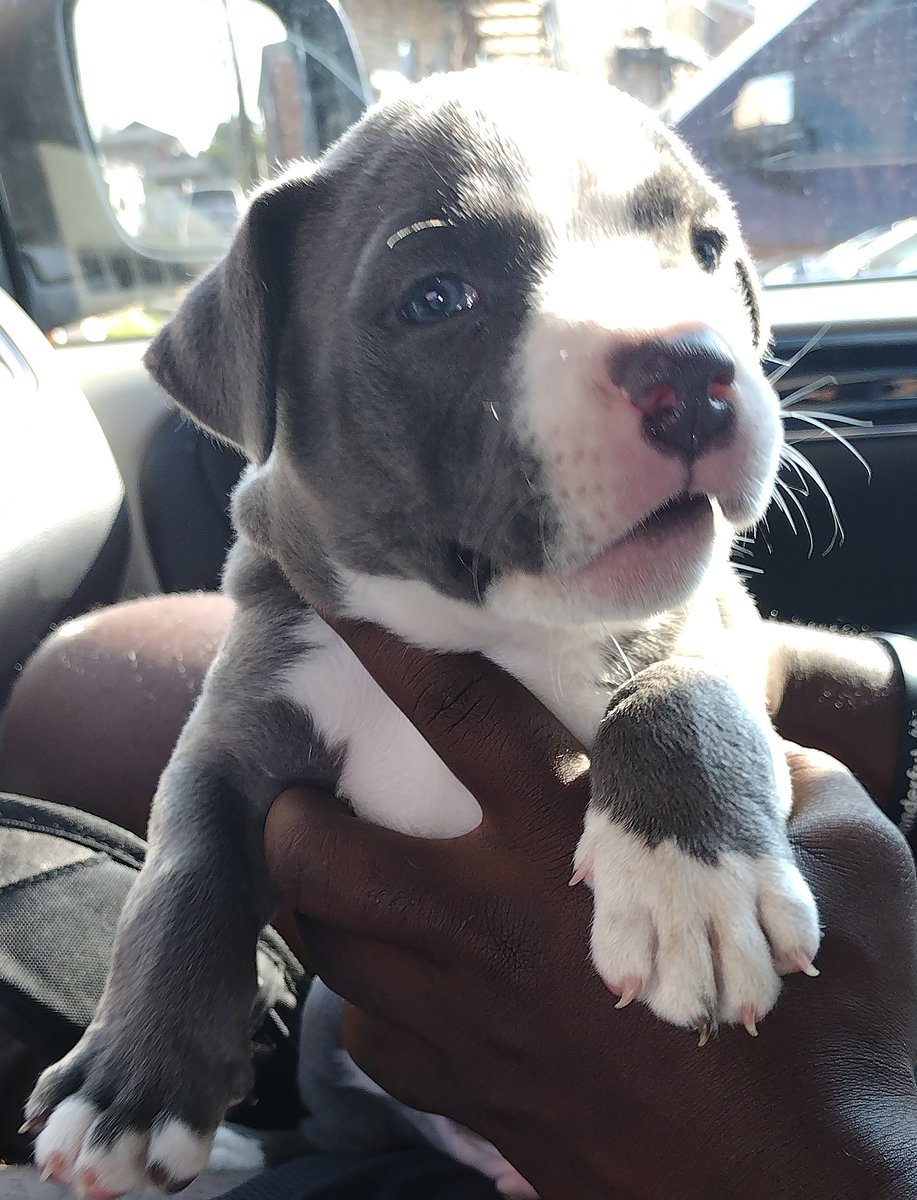 _iniconz1's tweet photo. My Grandbaby pup blue boy.#itzbigdadbitch https://t.co/NGJwdon5jw