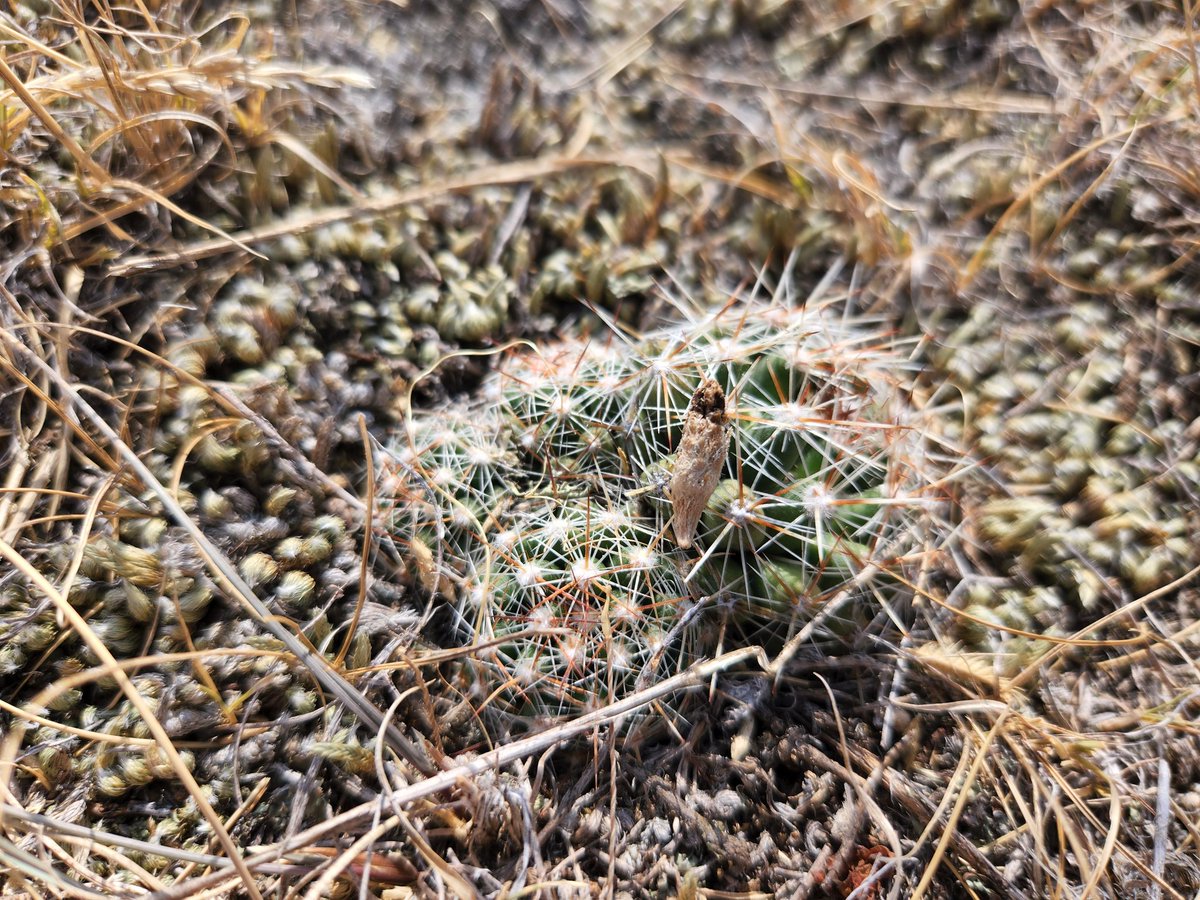 UplandOrganics's tweet photo. When is so dry even the cactus berries don't fill... that's #PalliserTriangle dry. 

https://t.co/bZiw3oXsJr https://t.co/l4xh0lptpr