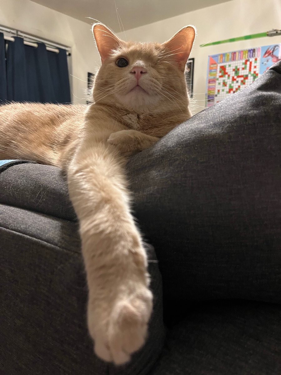 sweetpotato_cat's tweet photo. hi you hold my hand? https://t.co/hj9iutWcMG