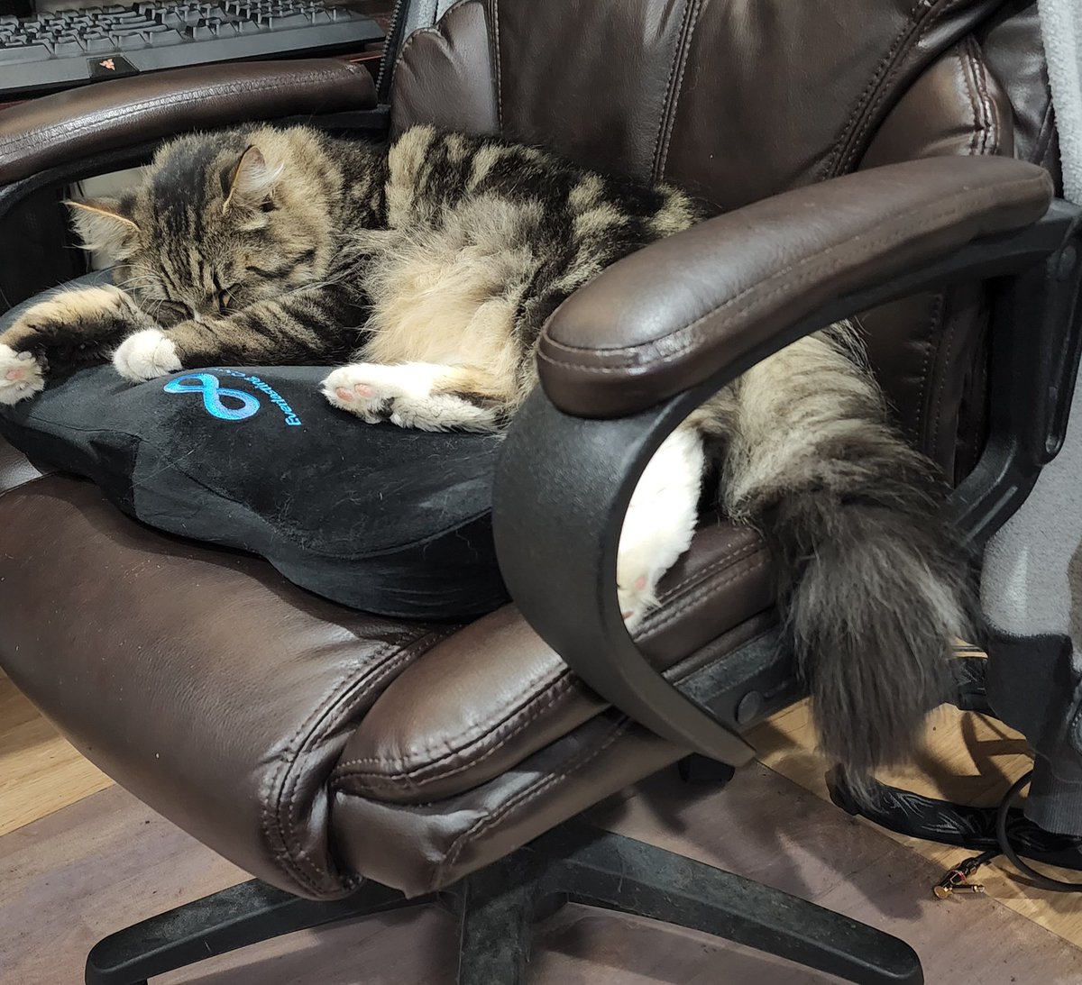 johnmg0's tweet image. The big moose stole my chair