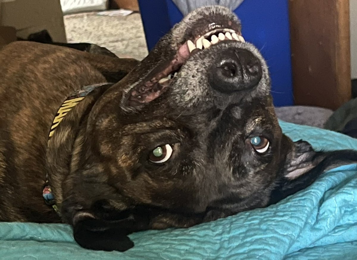 WakoYaco's tweet photo. @NeebsOfficial I would say i@ late but every day is dog day! Pictured here is the majestic Pupper Butt. Ooza boozas! https://t.co/VZ3UsM52uF
