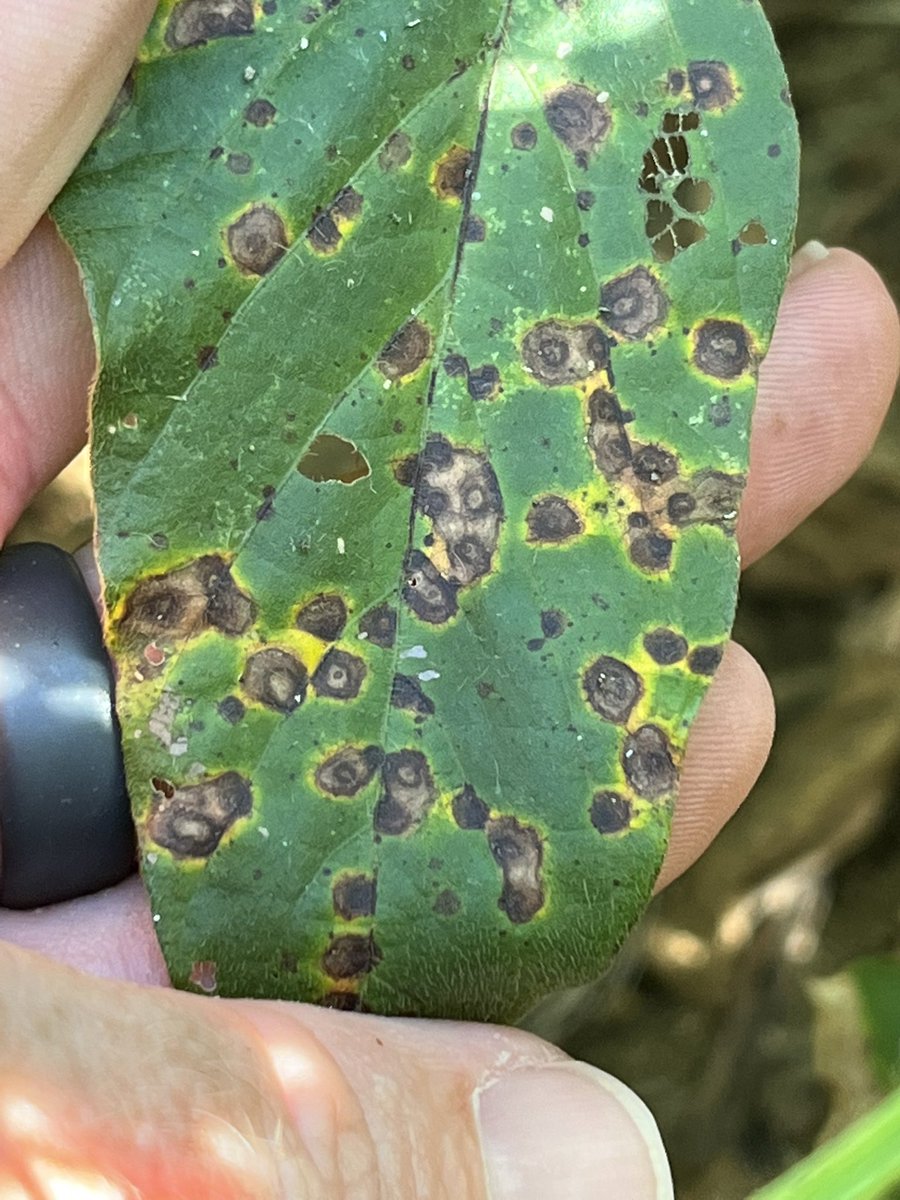 baldpathologist's tweet photo. I’m general, low levels of target spot in the Verona soybean OVT, save for this variety I walked by in the MG V set. Tremendous defoliation can occur as a result of target spot if the variety is susceptible enough @MSSOY #mscrops https://t.co/gwVNlkamFO