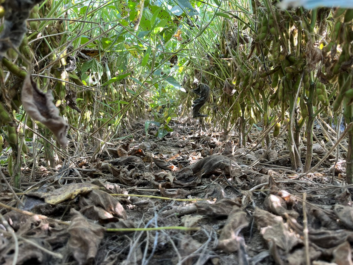 baldpathologist's tweet photo. I’m general, low levels of target spot in the Verona soybean OVT, save for this variety I walked by in the MG V set. Tremendous defoliation can occur as a result of target spot if the variety is susceptible enough @MSSOY #mscrops https://t.co/gwVNlkamFO