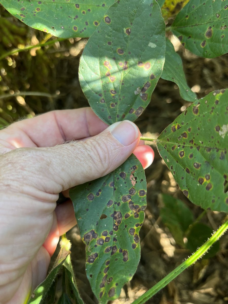 baldpathologist's tweet photo. I’m general, low levels of target spot in the Verona soybean OVT, save for this variety I walked by in the MG V set. Tremendous defoliation can occur as a result of target spot if the variety is susceptible enough @MSSOY #mscrops https://t.co/gwVNlkamFO