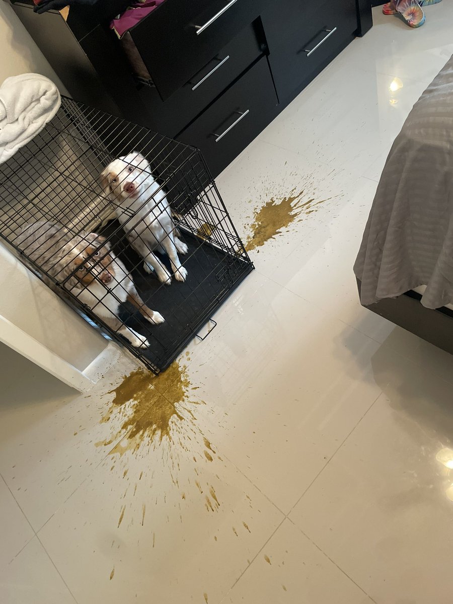 squeezer tweet media