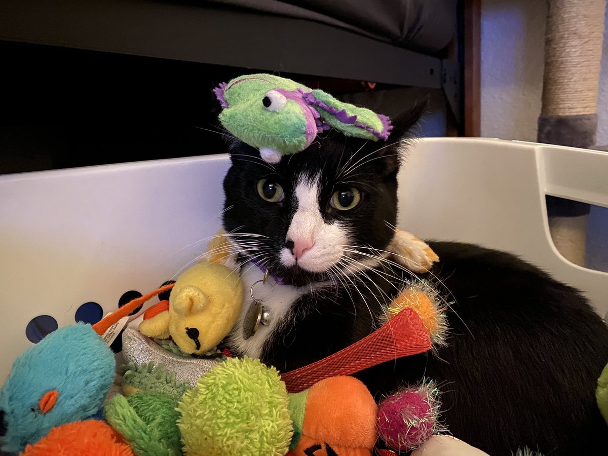 ShowYourCat's tweet photo. https://t.co/eHXrbdn1Yw
