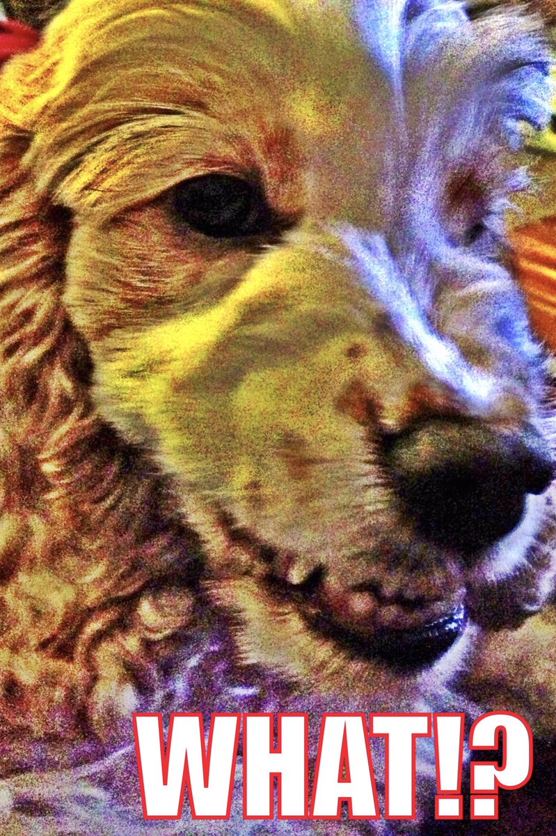 acevandriver's tweet photo. National Dog Day! https://t.co/lOlHWyxQSb