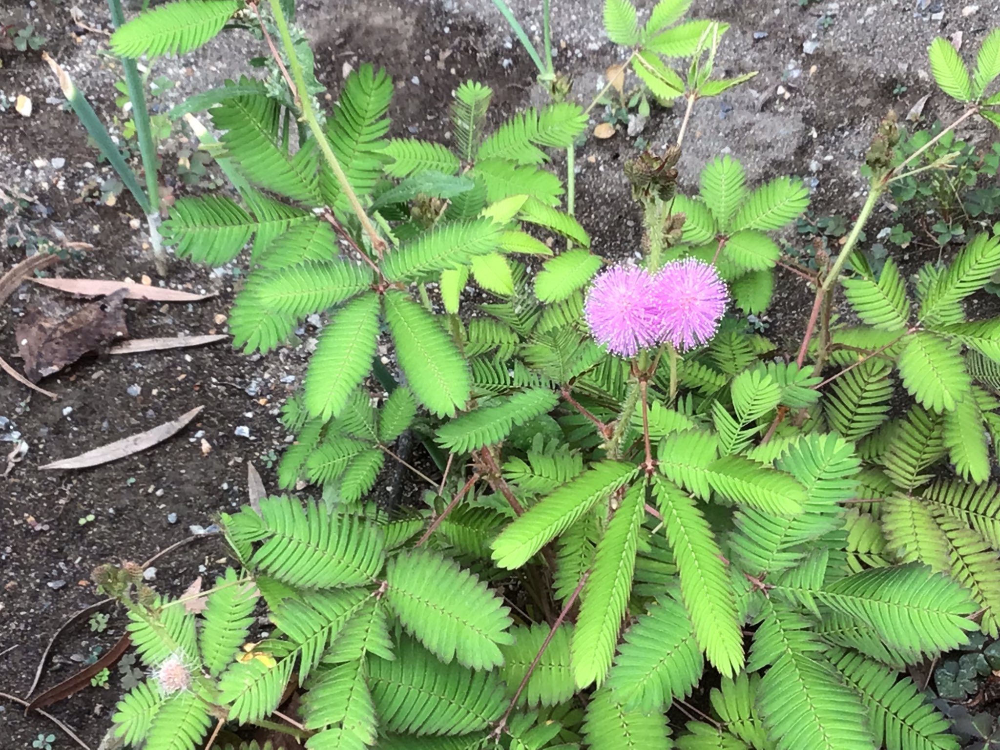 吉見 かつゆき 8 28日 南アフリカ原産 帰化植物 ねむりぐさ オジギソウ 花が咲くんだ 吉見の花 T Co Jfp02sv3bb Twitter