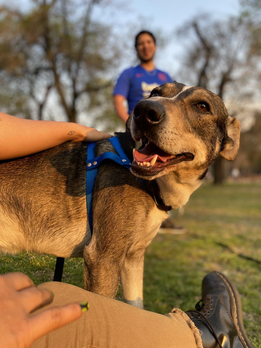 pipiyscooby's tweet photo. Amigos de twitter, el es Pepe y está en adopción pero también busca tránsito. Tiene entre 2 y 4 años, pesa 25kgs y es super super bueno. Porfi compartan asi le conseguimos casita 🫶🏻❤️‍🩹 https://t.co/BK9HJjwtBJ