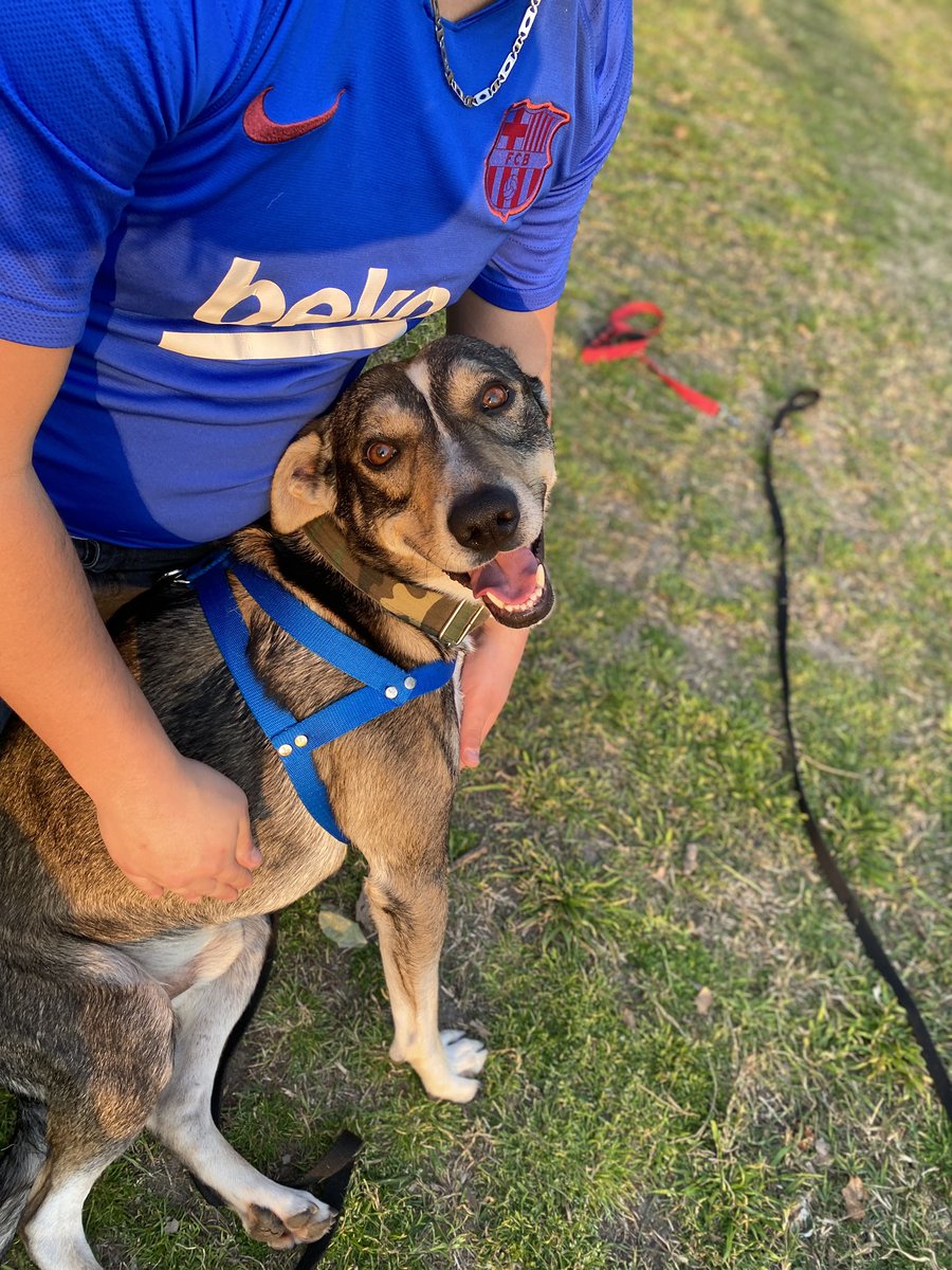 pipiyscooby's tweet photo. Amigos de twitter, el es Pepe y está en adopción pero también busca tránsito. Tiene entre 2 y 4 años, pesa 25kgs y es super super bueno. Porfi compartan asi le conseguimos casita 🫶🏻❤️‍🩹 https://t.co/BK9HJjwtBJ