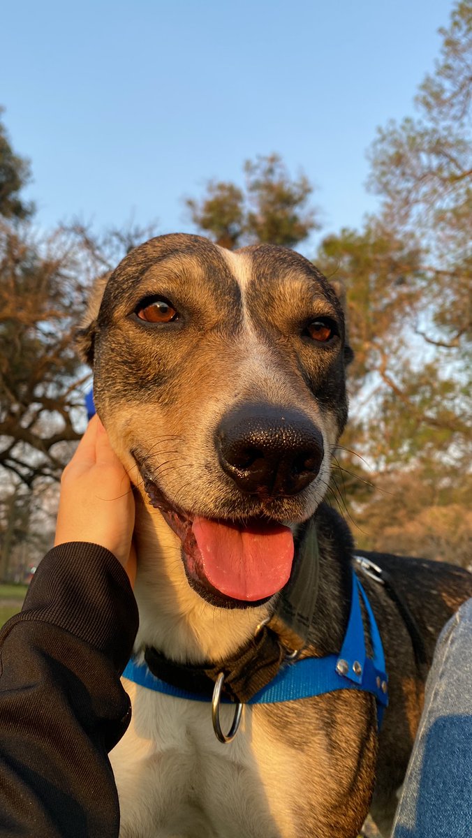 pipiyscooby's tweet photo. Amigos de twitter, el es Pepe y está en adopción pero también busca tránsito. Tiene entre 2 y 4 años, pesa 25kgs y es super super bueno. Porfi compartan asi le conseguimos casita 🫶🏻❤️‍🩹 https://t.co/BK9HJjwtBJ
