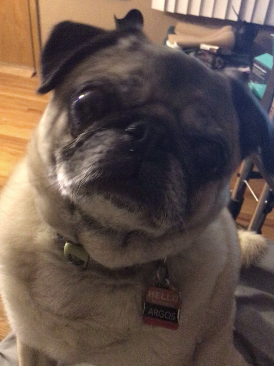 ThePugBros's tweet photo. @LordAethelstan @ironmouse Nice https://t.co/lIOPUWFhGE