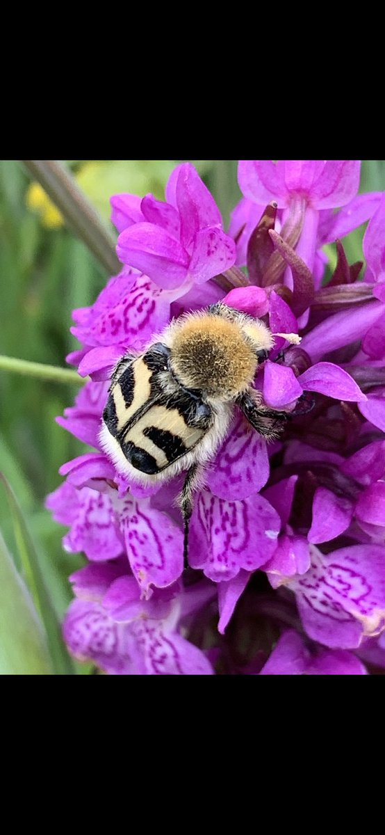 Rb1uck's tweet photo. #FSCfinds Have scoured my photos for insect pictures which I’ve taken over the last few years. 🤞🏼one may be good enough to win a wildlife pack. Had quite a few more but Twitter only allowed me to select 4. Bee beetle has to be my favourite - found at Kenfig NNR, South Wales. https://t.co/3SO0XoR7n7
