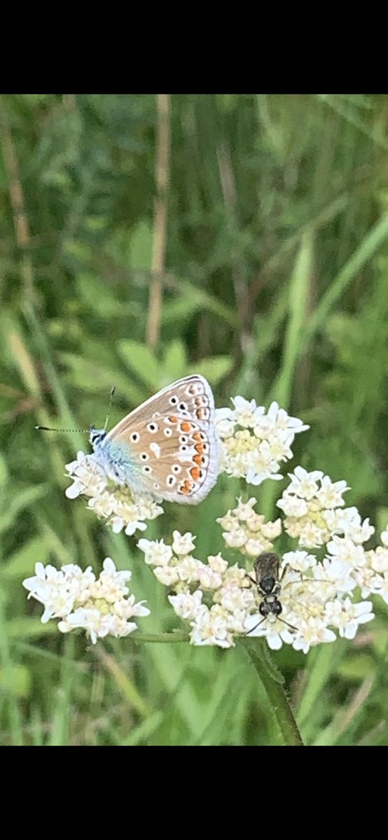 Rb1uck's tweet photo. #FSCfinds Have scoured my photos for insect pictures which I’ve taken over the last few years. 🤞🏼one may be good enough to win a wildlife pack. Had quite a few more but Twitter only allowed me to select 4. Bee beetle has to be my favourite - found at Kenfig NNR, South Wales. https://t.co/3SO0XoR7n7