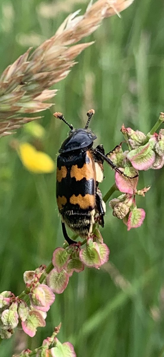 Rb1uck's tweet photo. #FSCfinds Have scoured my photos for insect pictures which I’ve taken over the last few years. 🤞🏼one may be good enough to win a wildlife pack. Had quite a few more but Twitter only allowed me to select 4. Bee beetle has to be my favourite - found at Kenfig NNR, South Wales. https://t.co/3SO0XoR7n7