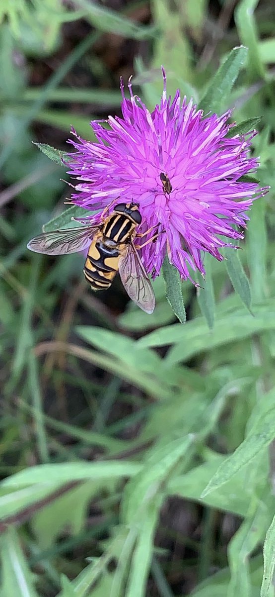 Rb1uck's tweet photo. #FSCfinds Have scoured my photos for insect pictures which I’ve taken over the last few years. 🤞🏼one may be good enough to win a wildlife pack. Had quite a few more but Twitter only allowed me to select 4. Bee beetle has to be my favourite - found at Kenfig NNR, South Wales. https://t.co/3SO0XoR7n7