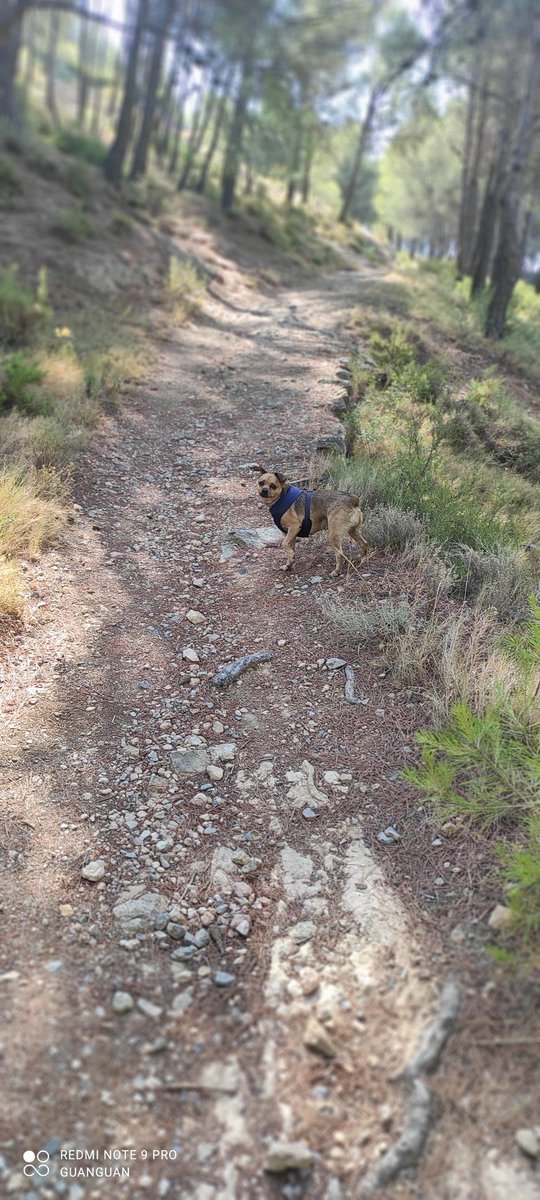 Desde #saroque en #viver