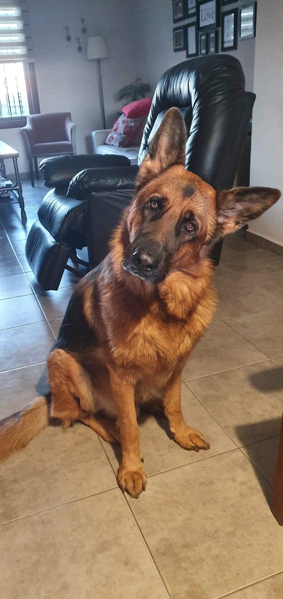 #MiPerroKirchnerista tweet media