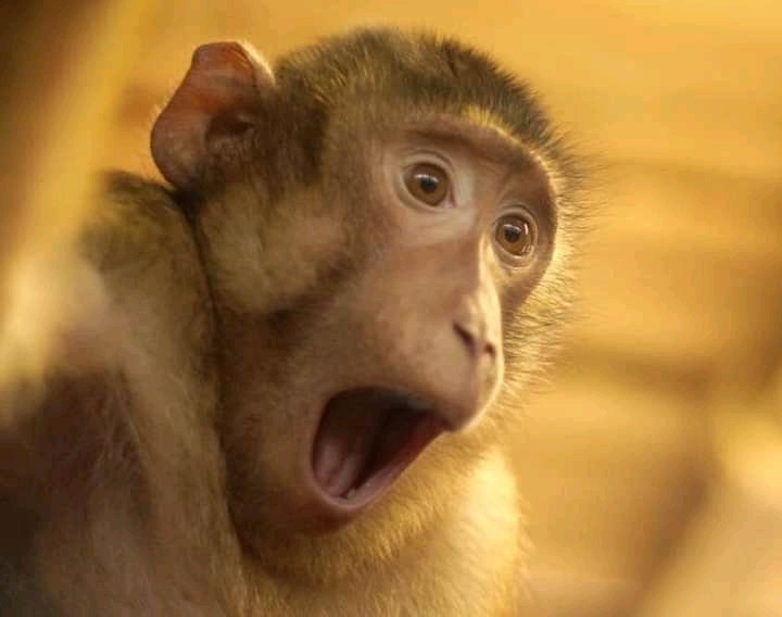 BDembeele's tweet photo. Lors d'un concours ,ils nous disent :
Ko concours c'est-à-dire, c'est les cons qui courent 🤣🤣🤣
Moi 👇 https://t.co/XhU7AygEKR