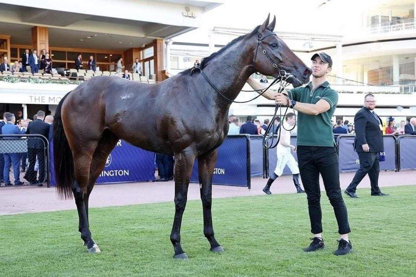 MarkCaseyRacing's tweet photo. Two x Group 3 placings in a week is incredible for our owners. Tijuana was sensational first up yesterday over 1200m v a highly quality field. Very exciting spring awaits with the G1 Caulfield Guineas his GF! @BestBloodstock ❤️💛 https://t.co/Nh14QeQCip