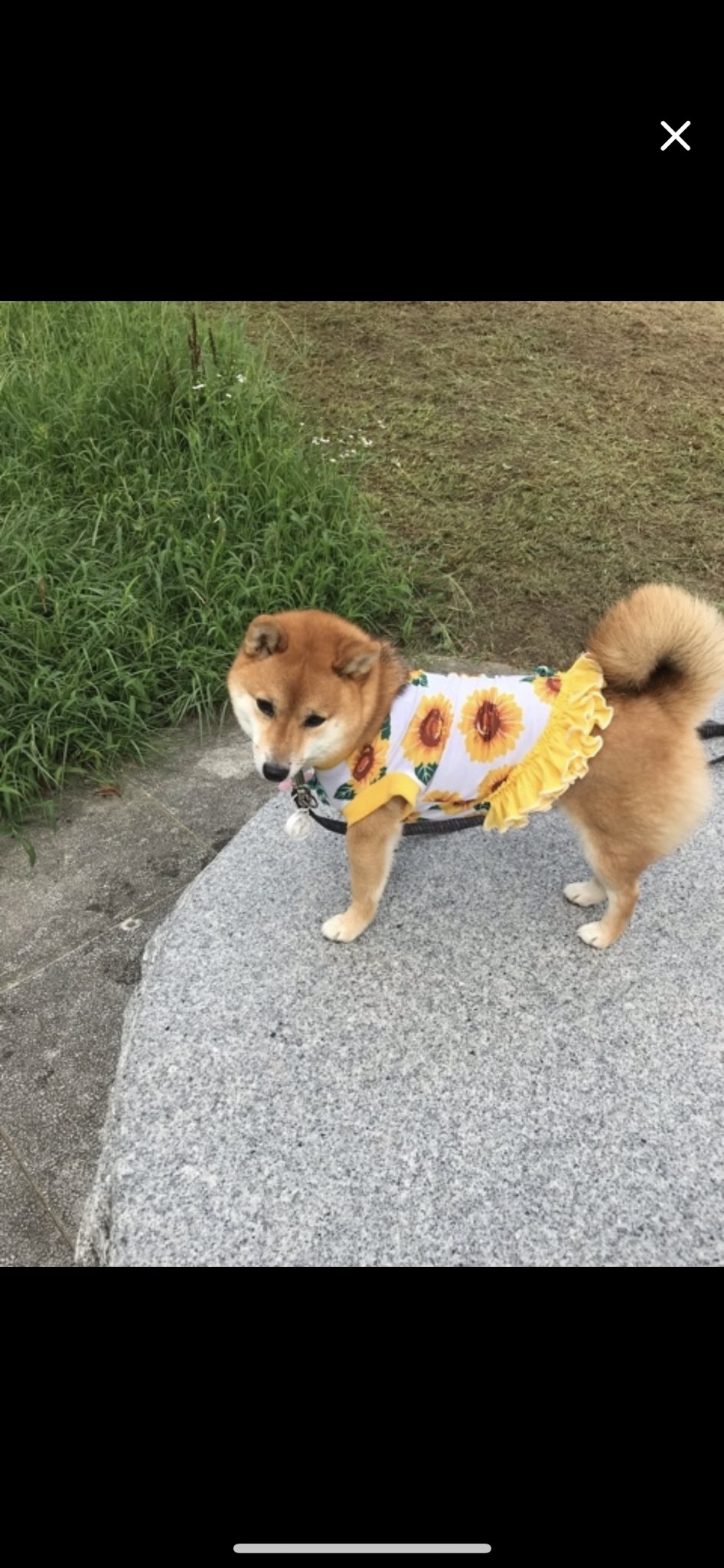 犬服 ronron☆様専用 ハンドメイド www.pegasusforkids.com