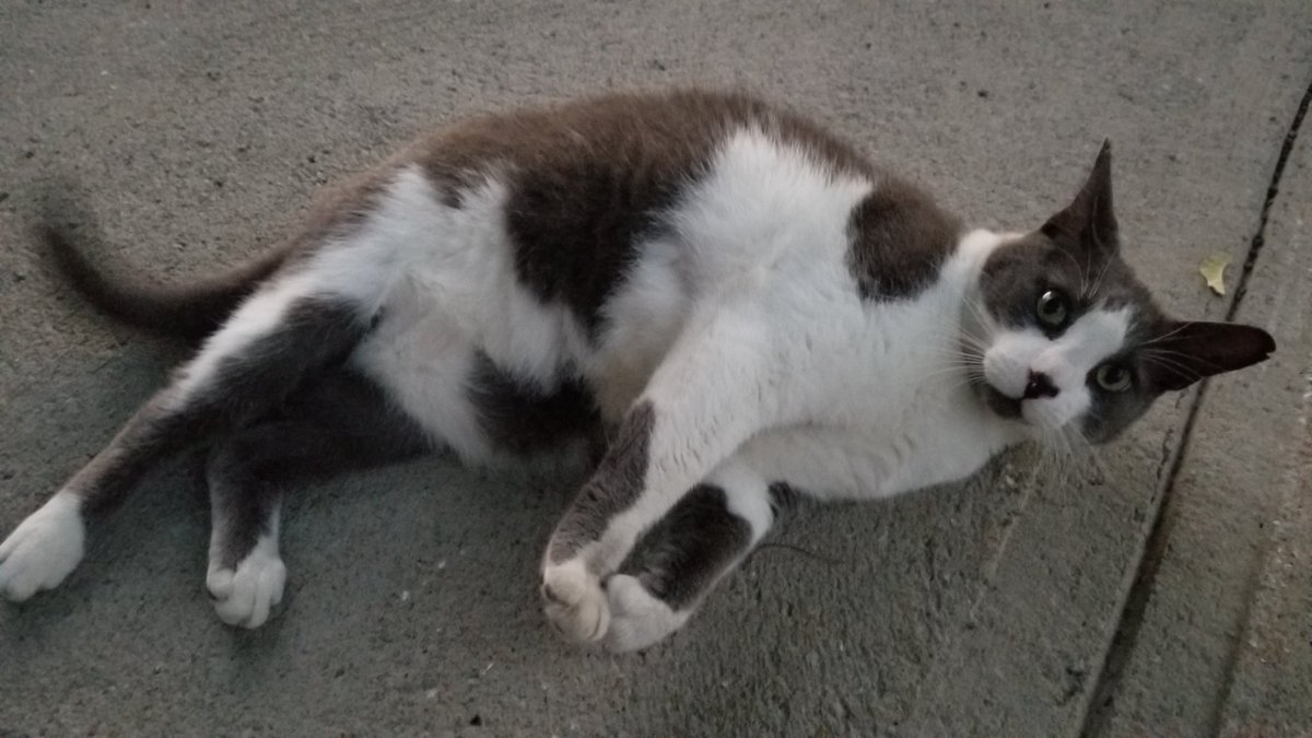 My boy looking like he had one too many. 😹