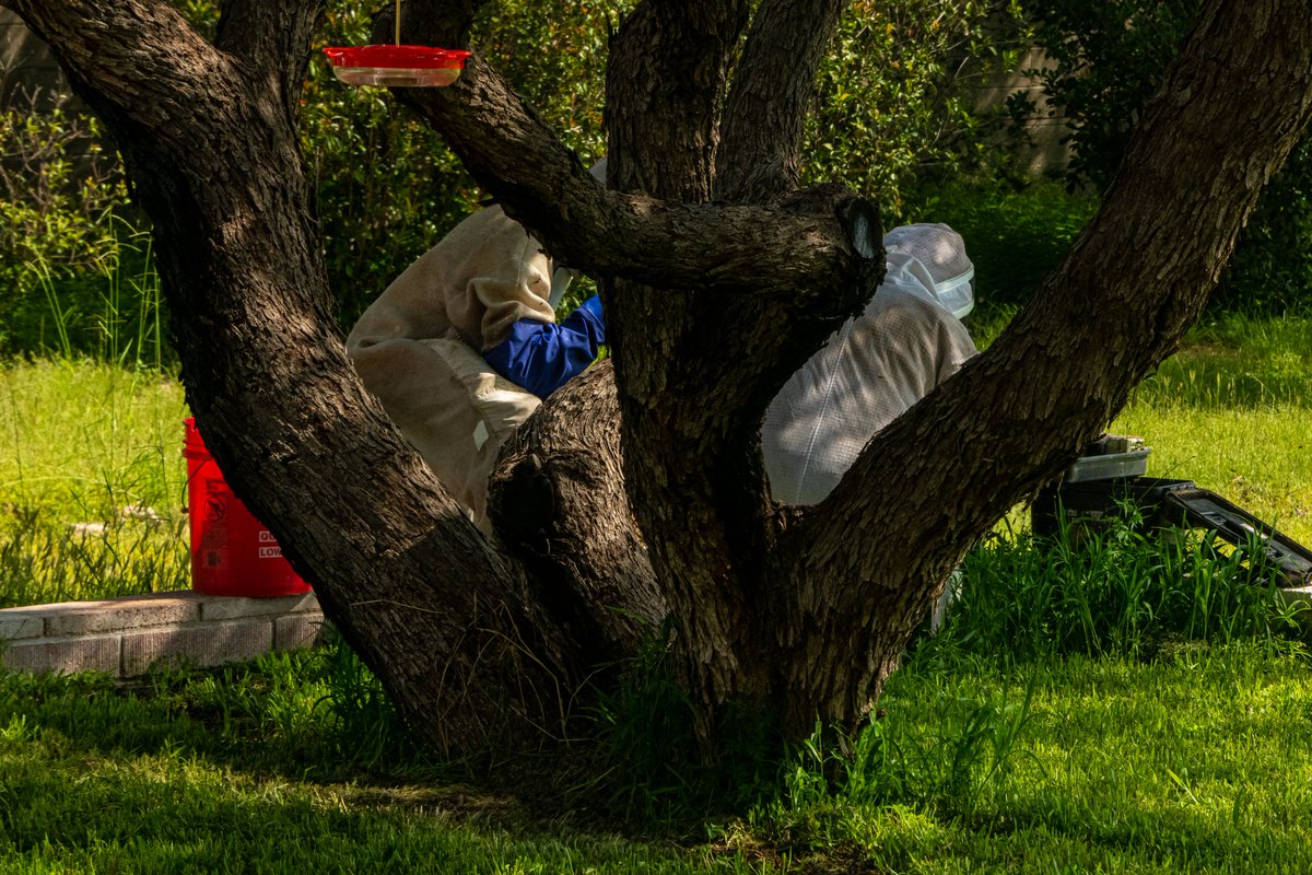 Dr_Brian_Pet's tweet image. They use #pyrethrins 
and something else 
that is more intense
than pyrethrins 
I asked about collateral damage
He said there would be none,
but don't go in the yard
for a couple of days, because
the remnant #bees will be
pissed-off

#SierraVista #Arizona 
#bee #attacks