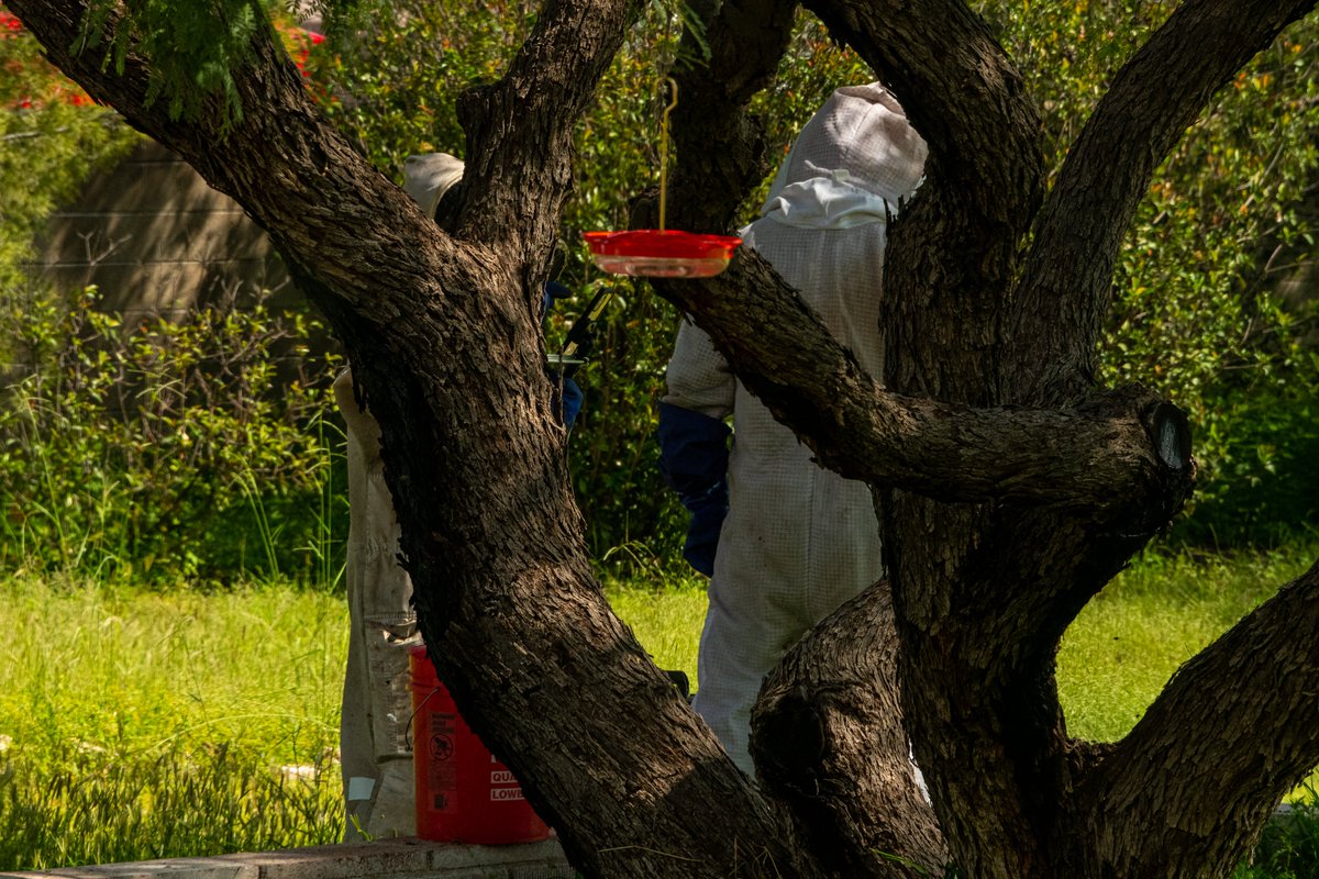 Dr_Brian_Pet's tweet image. They use #pyrethrins 
and something else 
that is more intense
than pyrethrins 
I asked about collateral damage
He said there would be none,
but don't go in the yard
for a couple of days, because
the remnant #bees will be
pissed-off

#SierraVista #Arizona 
#bee #attacks