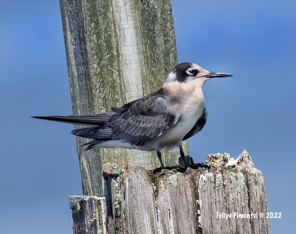 Fpimentel1954's tweet photo. Black Terns (Chlidonias niger). Seen in Meadowlands IBA, Mill Creek Point, NJ.#birding #birds #wildlifephotography #birdphotography #birdwatching #BirdsSeenIn2022  #NJbirding  #TwitterNatureCommunity #wildlife #nature #BirdTwitter https://t.co/hpKKjNaKgd