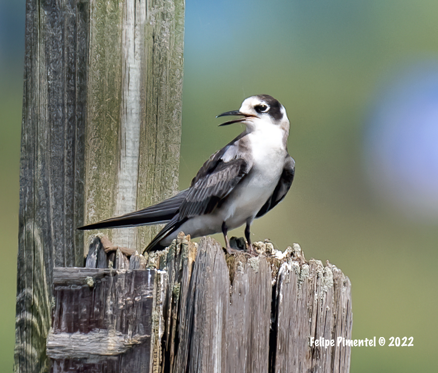 Fpimentel1954's tweet photo. Black Terns (Chlidonias niger). Seen in Meadowlands IBA, Mill Creek Point, NJ.#birding #birds #wildlifephotography #birdphotography #birdwatching #BirdsSeenIn2022  #NJbirding  #TwitterNatureCommunity #wildlife #nature #BirdTwitter https://t.co/hpKKjNaKgd