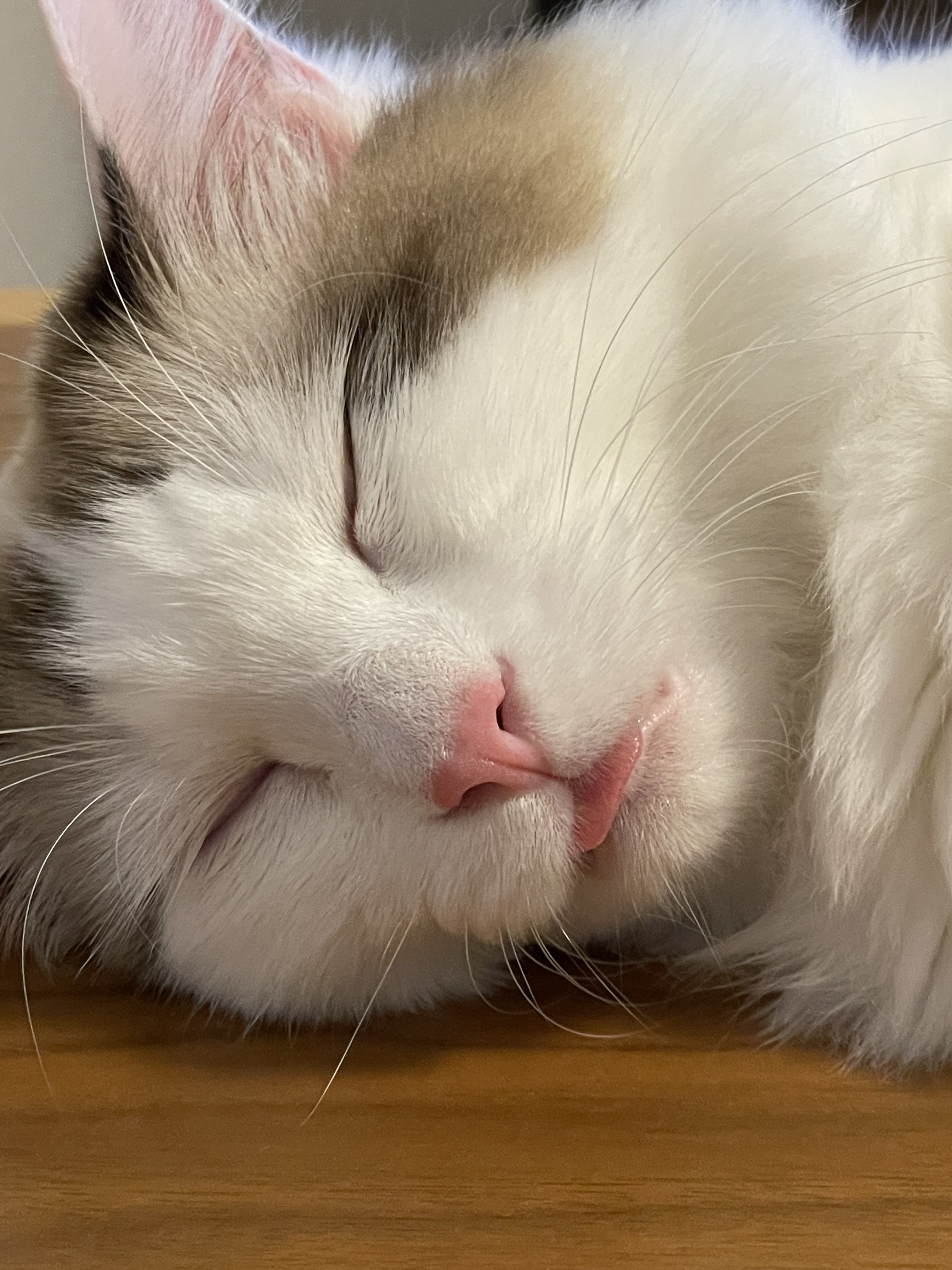 猫に癒されたい Twitter Search Twitter