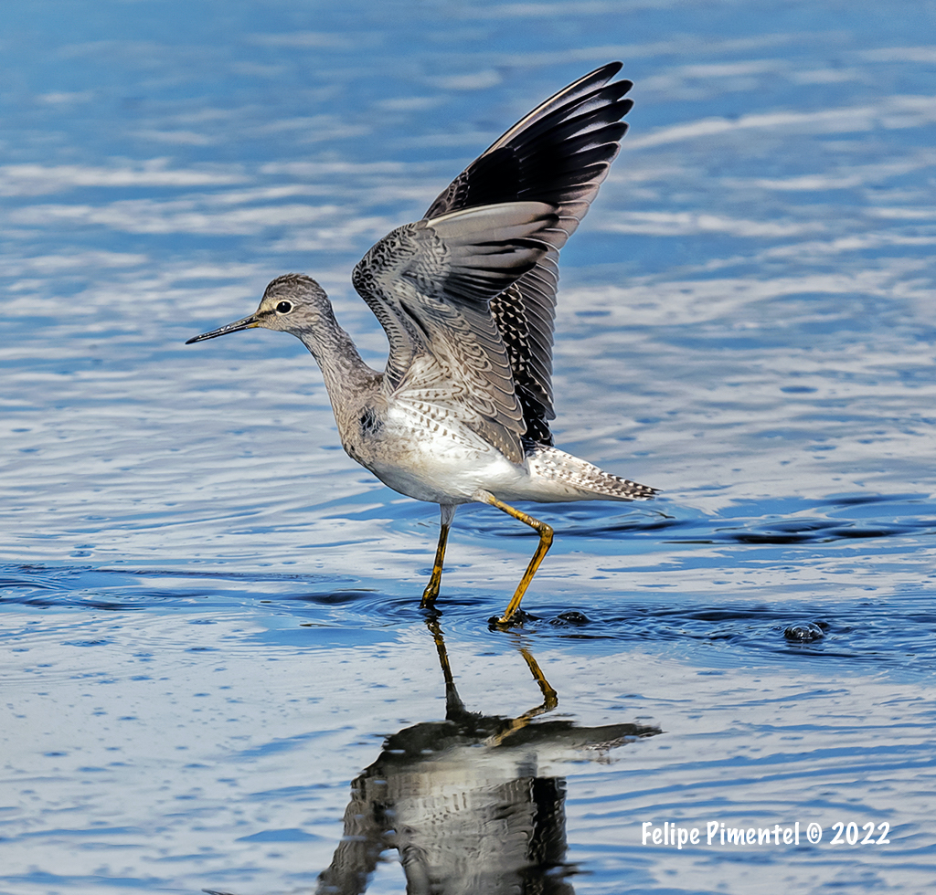 Fpimentel1954's tweet photo. Lesser Yellowlegs (Tringa flavipes). Seen in Meadowlands IBA, Mill Creek Point, NJ. #birding #birds #wildlifephotography #birdphotography #birdwatching #BirdsSeenIn2022  #NJbirding  #TwitterNatureCommunity #wildlife #nature #BirdTwitter https://t.co/NJRROuX9Vx