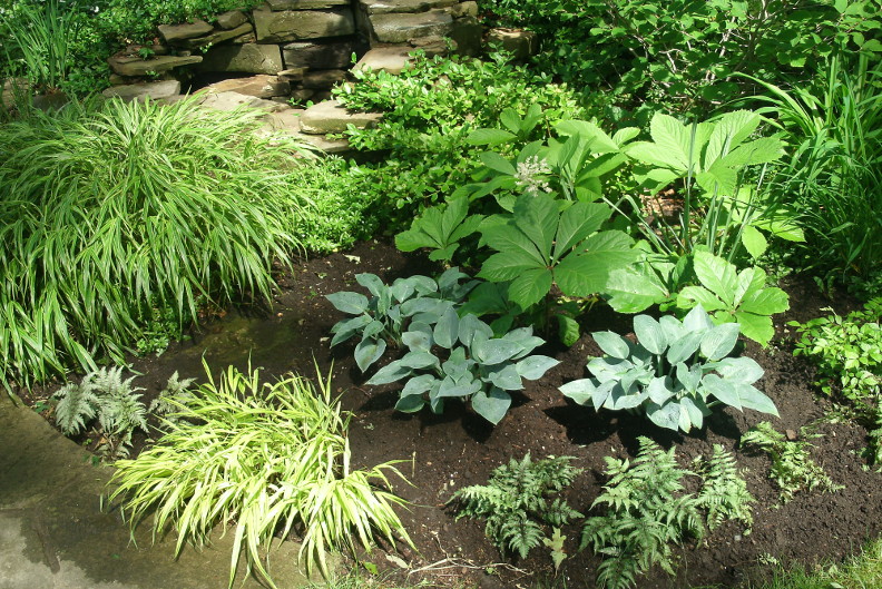 gardenmuses's tweet photo. "Green is a Colour Too, in Dappled Shade: A Shade Garden in Toronto" by Paul Jung Gardening Services https://t.co/aamB5dcbhD #shadegarden #torontogardens #torontogardener #shadeperennials #hosta #rodgersia #hakonechloa #torontoshadegarden https://t.co/XLMvTYeQqb