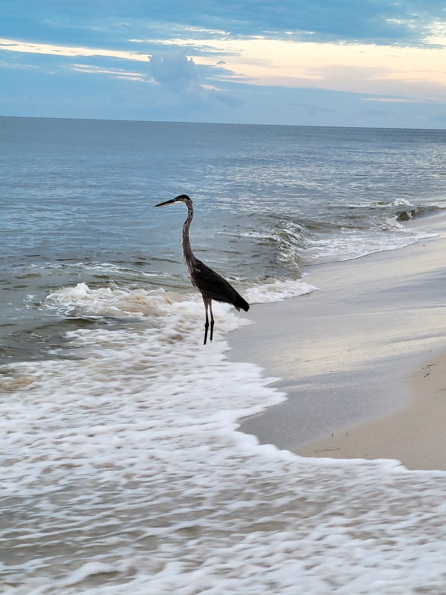alisabsample's tweet image. I enjoyed the sunrise in Orange Beach on the last day of vacation. And I wasn't alone. #Orangebeach #alwx #sunrise #alabamathebeautiful @spann