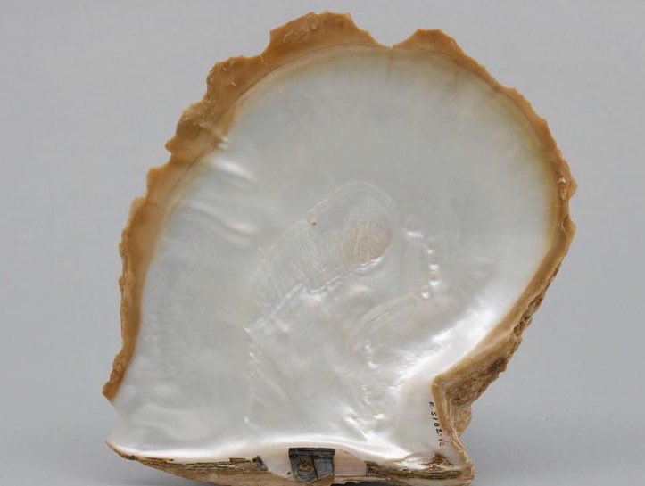 #News 🔎 ¿Cuánto nácar tenéis en casa y no lo sabíais? 
.
.
.
#News 🔎 How much mother-of-pearl do you have at home and you didn't know?