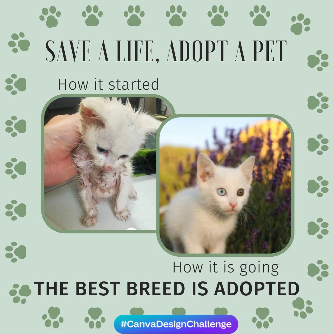 liandra_gg's tweet photo. This week’s Design Challenge theme: Fur Babies 🐶😺 #CanvaDesignChallenge https://t.co/SEJLV2d4k8