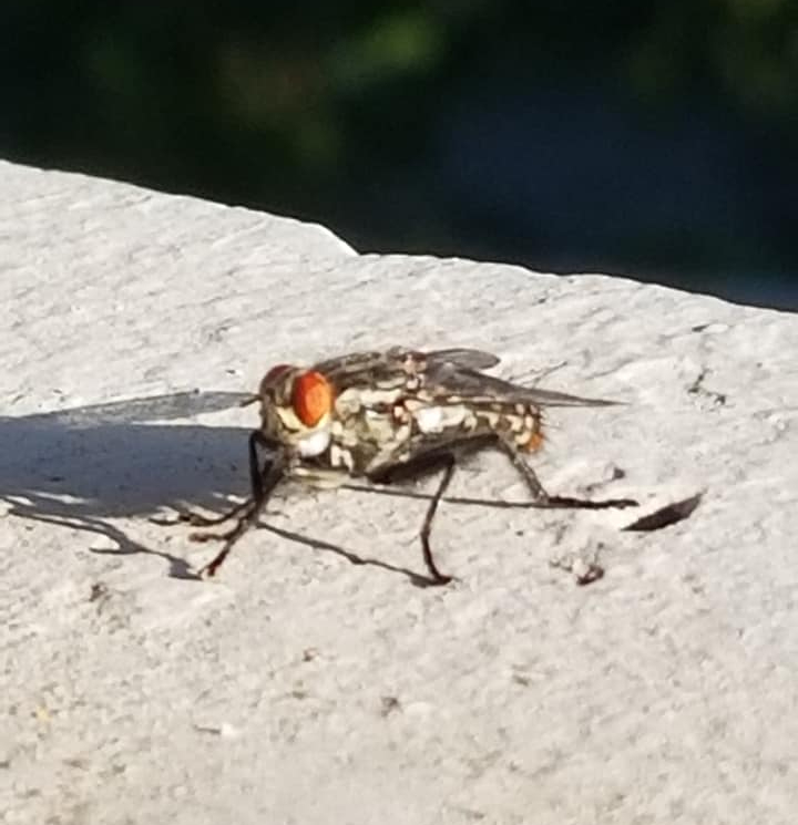 MoggyZpartuss's tweet photo. Fly #fly #insect #rootmaggotfly #anthomyiiade #diptera #muscoidea https://t.co/DYA7KJkiBh