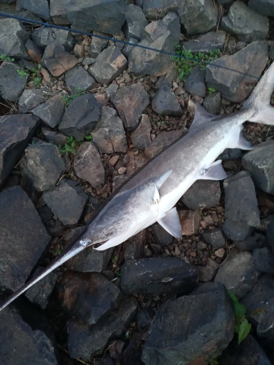 Paddlefish aka spoonbill