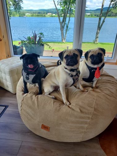 trbouma's tweet photo. Mocha visits her cousins, Winston and Cooper. #itsapugslife https://t.co/epmjLToCV0