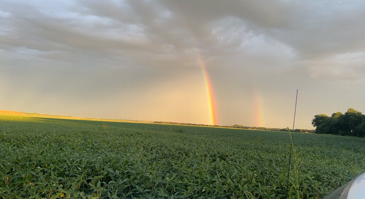 broadwayjoe83's tweet photo. Nice little shower to help finish off these beans https://t.co/NWpHeyNY1N