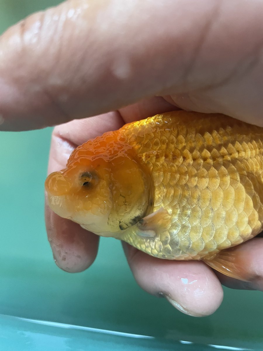 太海の父ちゃん 金魚 金魚病気 らんちゅう すいません誰か教えて下さい 顔とエラのあたり黒くなってますが病気でしょうか T Co 1u0tiyki1k Twitter