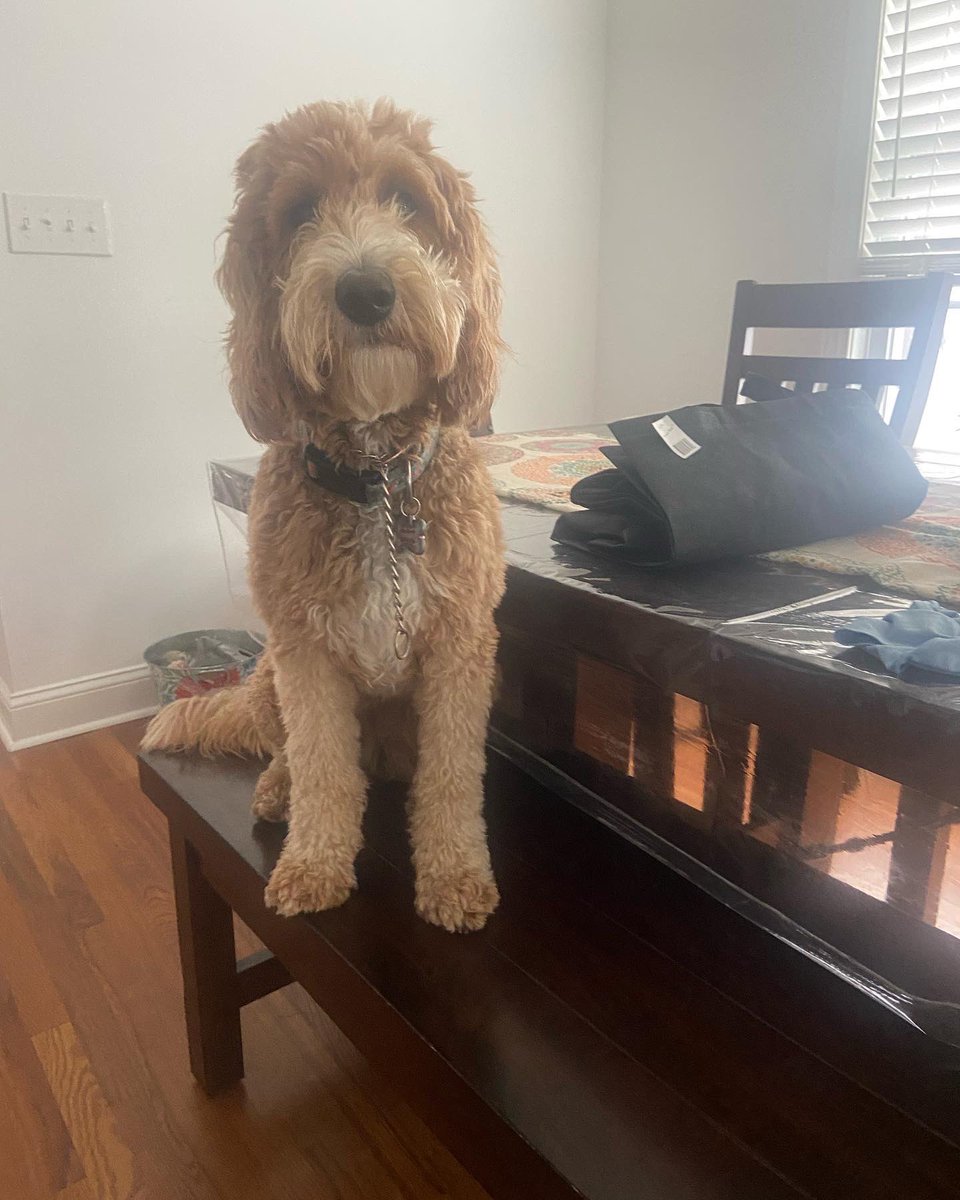 AWagner630's tweet photo. Summer 2022 ✅
@Waggyworldrp https://t.co/QX2krh9733