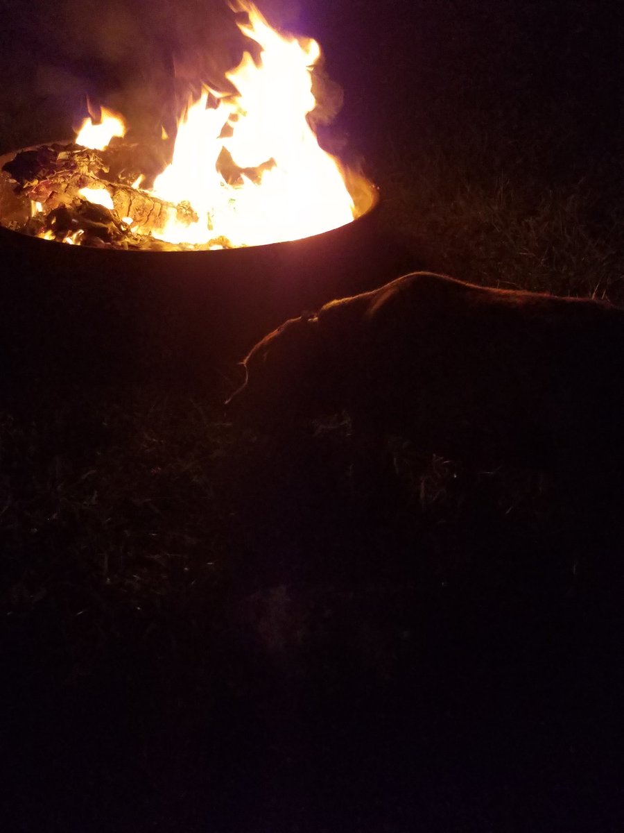 The animals are enjoying the fire too.

#countrylife #countryliving #animals #belovedpets #fire #saturdaynightchill #dog #cat